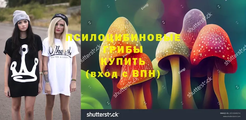 Галлюциногенные грибы Psilocybe  купить закладку  Болотное 